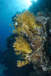 Lattice fire coral (Millepora dichotoma)