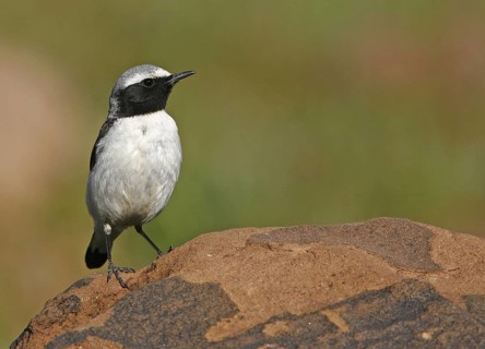 Northern Wheatear (Oenanthe oenanthe seebohmi), Morocco