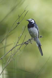 White Wagtail (Motacilla alba), United Kingdom