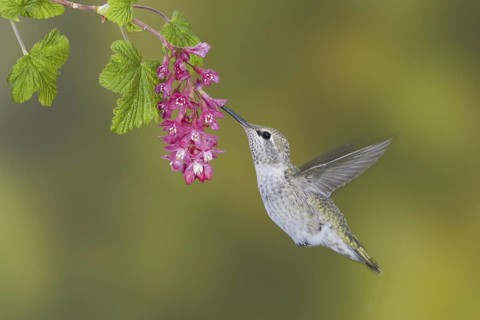 Anna's Hummingbird (Calypte anna), British Columbia, Canada