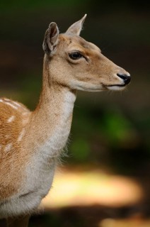 Side view of a deer with a gentle appearance in the forest, fallow deer (Dama dama) Bavarian Forest