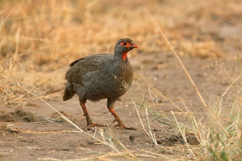 Red-necked Spurfowl (Pternistis afer), Uganda