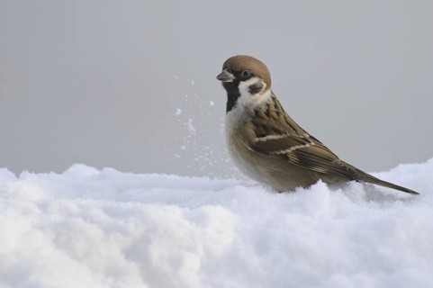 Eurasian Tree Sparrow (Passer montanus), Lower Saxony, Germany