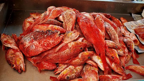 A pile of red fish, spinyheads (sebastidae) on a sales table in the market, Mindelo fish market,