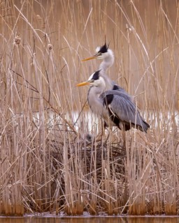 Grey heron (Ardea cinerea) Heron, reed breeder, rearing young, pair, male and female, young birds,
