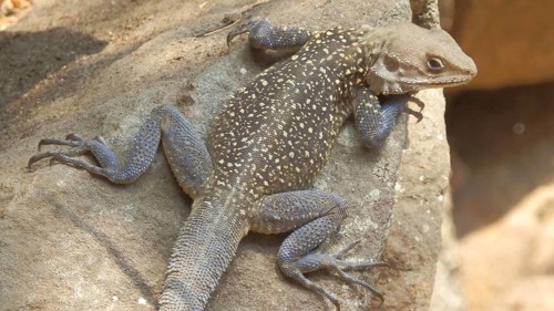 Close-up of a settler agama (Agama agama) lying on a rock, trekking on the Annapurna Circuit,