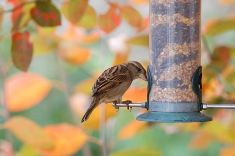 House sparrow (Passer domesticus) perched on a garden bird feeder filled with mixed seeds, eating