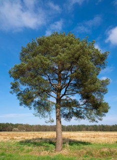 Scots pine, common pine (Pinus sylvestris) solitary, blue sky, Lower Saxony, Germany