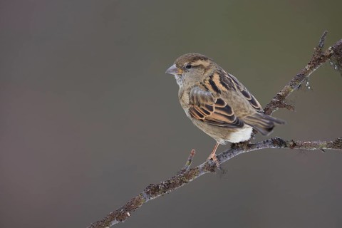House Sparrow (Passer domesticus) female perched on a branch, Lapland, Finland