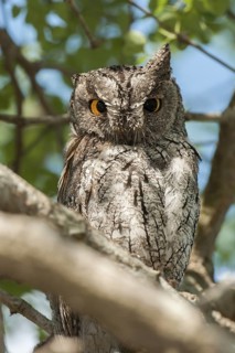 Eurasian Scops Owl (Otus scops), Mpumalanga, South Africa