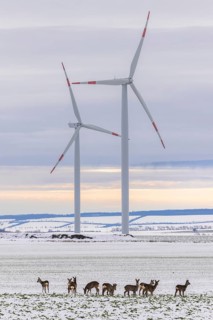 Wind farm and a jump of deer in snowy landscape, Söllingen, Lower Saxony, Germany