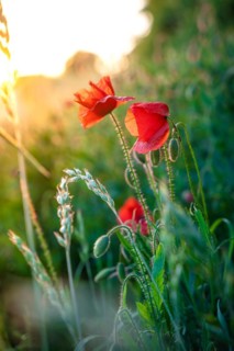 Poppy flower in the sunlight, Black Forest, Unterhaugstett, Germany