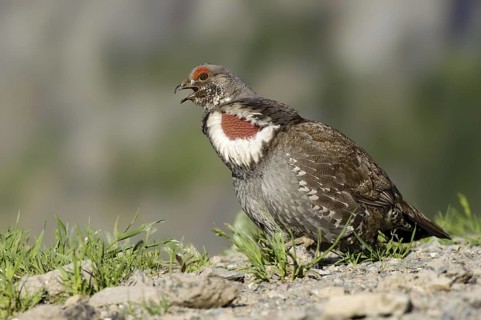Dusky Grouse (Dendragapus obscurus) male, Montana, USA