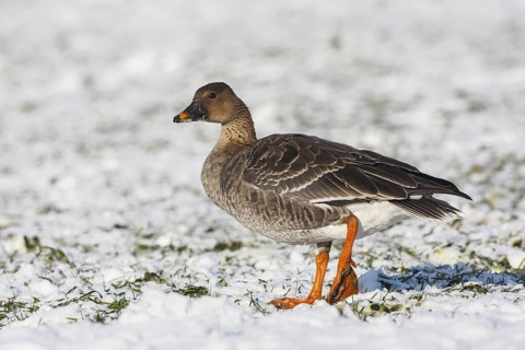 Taiga Bean Goose (Anser fabalis) foraging, North Rhine-Westphalia, Germany