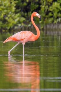 American flamingo (Phoenicopterus ruber) feeding in a lagoon in Cuba