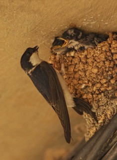 Common House Martin (Delichon urbicum) feeding chicks at nest, Spain