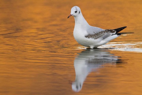 Black-headed Gull (Chroicocephalus ridibundus), Madrid, Spain