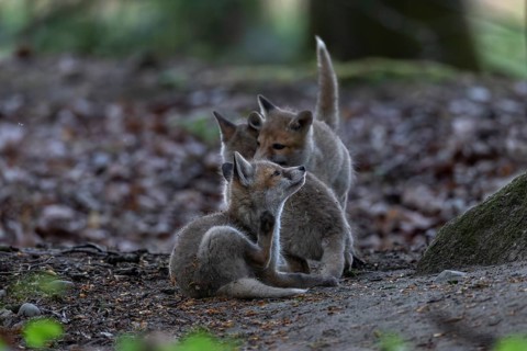 Typical for red fox pups (Vulpes vulpes) are interruptions during play, because they are always