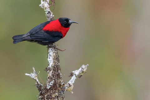 Red-collared Myzomela (Myzomela rosenbergii) perched on a branch in Papua New Guinea