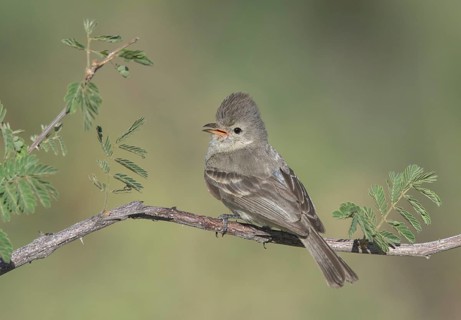 Northern Beardless Tyrannulet (Camptostoma imberbe) perched on a branch, Texas, USA