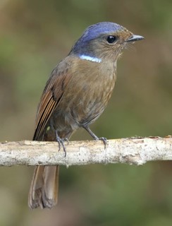 Large Niltava (Niltava grandis) female, Selangor, Malaysia