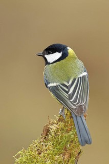 Great tit (Parus major) sitting on moss-covered dead wood, back view, Wilnsdorf, North
