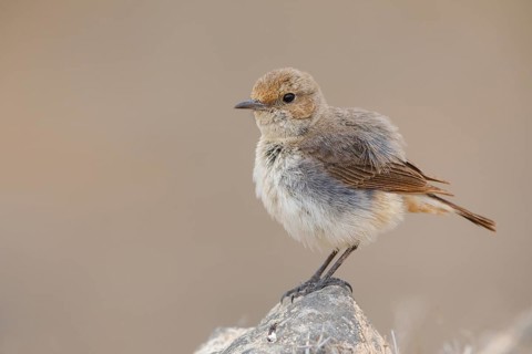 Arabian wheatear, Arabian wheatear, (Oenanthe lugentoide, Middle East, Oman, female, Jabal Samhan,