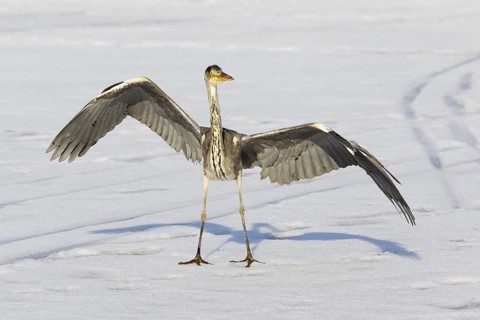 Grey Heron (Ardea cinerea) juvenile, Berlin, Germany