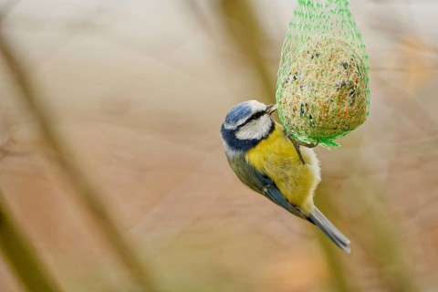 Blue tit (Cyanistes caeruleus) feeding on hanging suet ball in garden, natural background, autumn