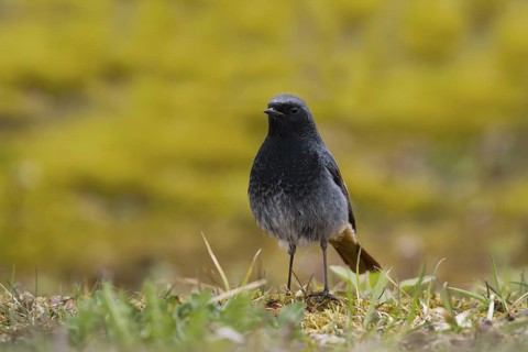 Black Redstart (Phoenicurus ochruros) male, Baden-Wuerttemberg, Germany