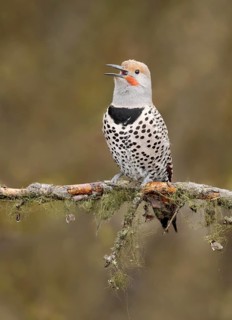 Northern Flicker (Colaptes auratus) male calling, perched on a branch, British Columbia, Canada