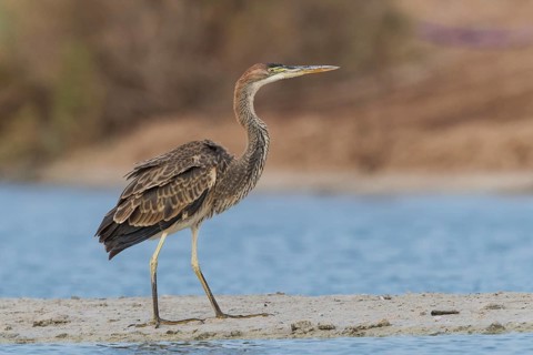 Purple Heron (Ardea purpurea) foraging, Eilat, Israel