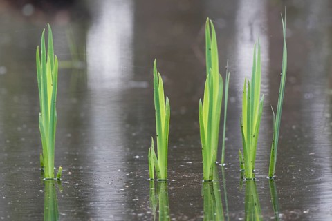 Green leaves of the water iris (Iris pseudocorus) are reflected in the calm water, Dümmerniederung,