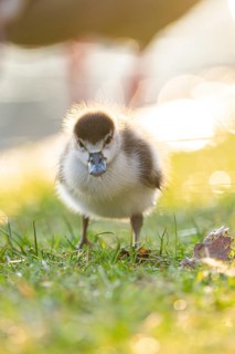 Egyptian goose (Alopochen aegyptiaca) cute chick on a meadow at the shore of a lake, Bavaria,