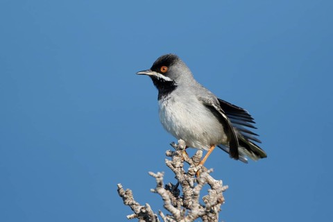 Rüppell's Warbler (Sylvia ruppeli) male perched on a branch, Greece