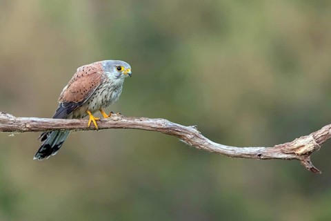 Kestrel, (Falco tinnunculus), on perch, Animals, Birds, Falcons, Tower Hide, Tiszaalpár -