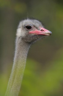 Portrait of an ostrich head with grey plumage and pink beak, common ostrich (Struthio camelus),