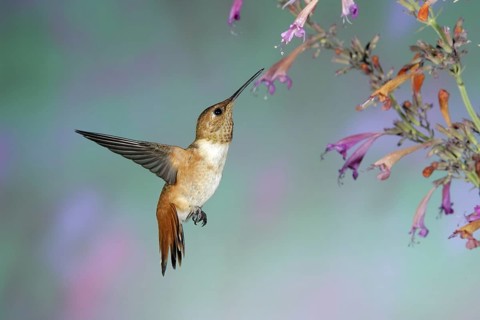 Rufous Hummingbird Selasphorus rufus Sierra Vista, Cochise County, ARIZONA, United States 23 August
