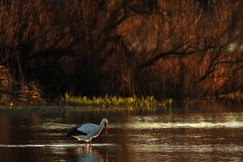 A lone stork gracefully wades through calm waters, beautifully reflecting the warm golden hues of