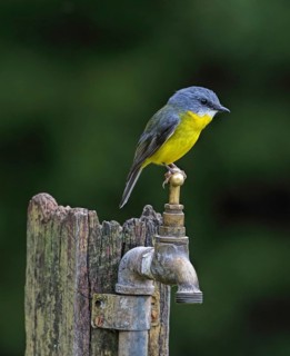Eastern Yellow Robin (Eopsaltria australis), Australia