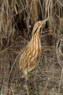 American Bittern in freshwater marsh, Yolo County California