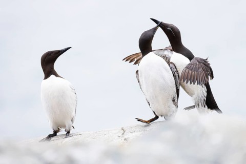 Guillemot (Uria aalge), two quarrelling birds on a cliff top, a third bird watches, Hornøya Island,