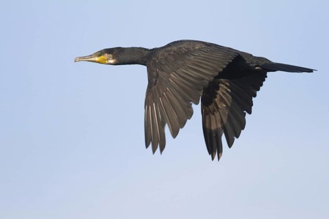 Great Cormorant (Phalacrocorax carbo) flying, Hungary