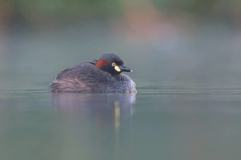 Australasian Grebe (Tachybaptus novaehollandiae), Victoria, Australia