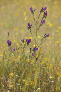 Purple viper's-bugloss (Echium plantagineum), meadow, nature photography, Campillo de Deleitosa,