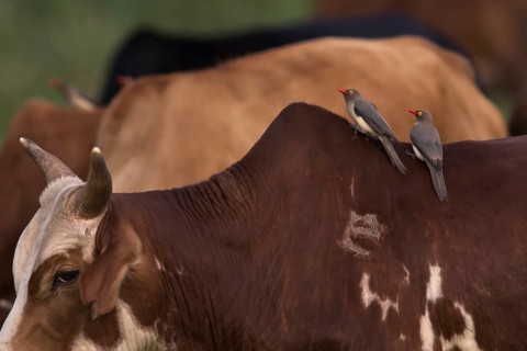 Red-billed Oxpecker (Buphagus erythrorynchus) on cow, Bonga, Ethiopia