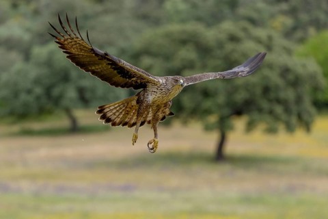 Bonelli's eagle (Aquila fasciata), in flight, Andalusia, Spain