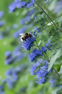 Clandon beard flower (Caryopteris × clandonensis BEYOND MIDNIGHT), An den Dorfwiesen 9, Germany