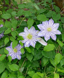 Clematis CRYSTAL FOUNTAIN®, Hillier Arboretum, Great Britain
