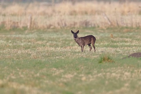 Roebuck (Capreolus capreolus), black roe deer, male foraging in a meadow, old animal, wildlife,